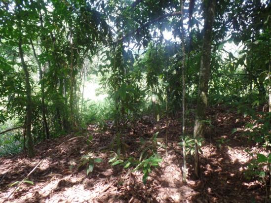 Chácara à venda em Bom jesus do bagre, Belo oriente cod:356 - Foto 15