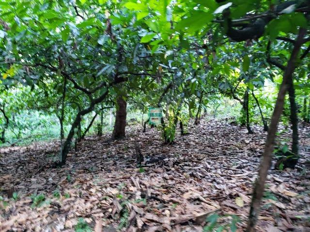Itajuípe. Fazenda Zona Rural - Foto 11