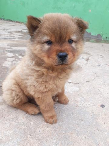Vendo chow chow - Foto 3