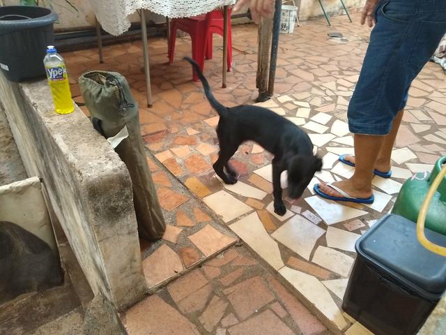 Doação de Vira-lata