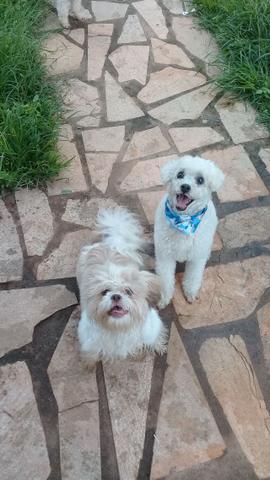 Hospedagem/ Dog Walker/ Pet Sitter Para Cachorros - Foto 4