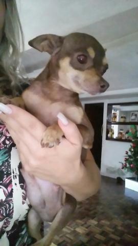 Pinscher - Foto 5