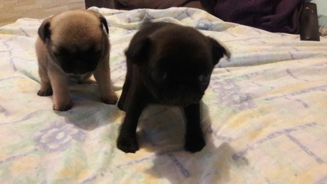 Vendê se bbs de pug
