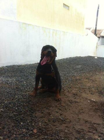 Oportunidade únicaVendo filhotes de rottweiler ZAP - Foto 3