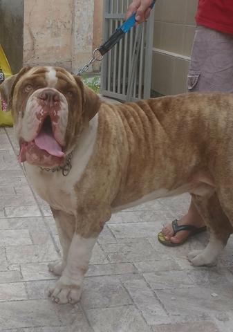 Bulldog Campeiro em busca de Namorada - Foto 3