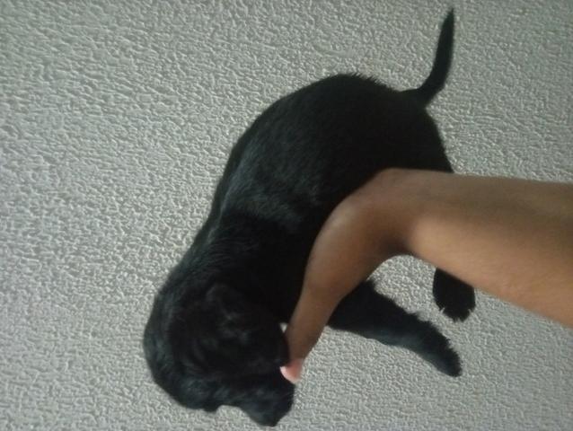 Doacao de cachorro - Foto 3