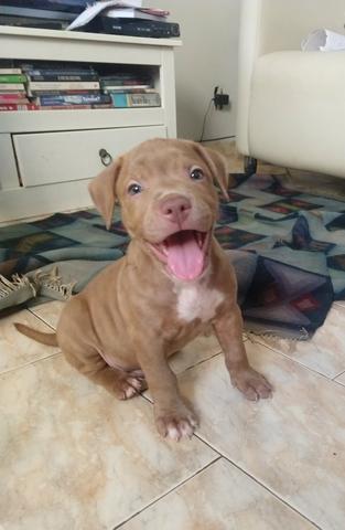 Filhotes de Pitbull