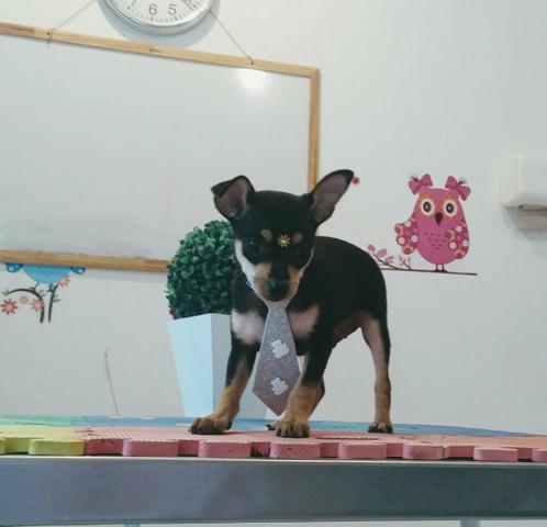 Pinscher - Foto 2