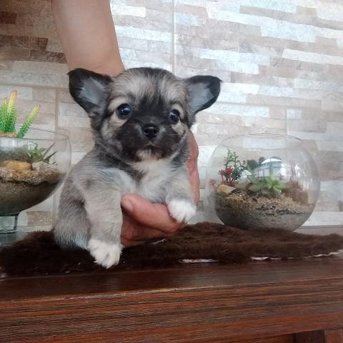 Chihuahua