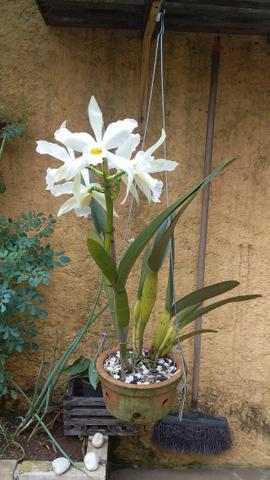 Orquídea Laelia Purpurata - Foto 2