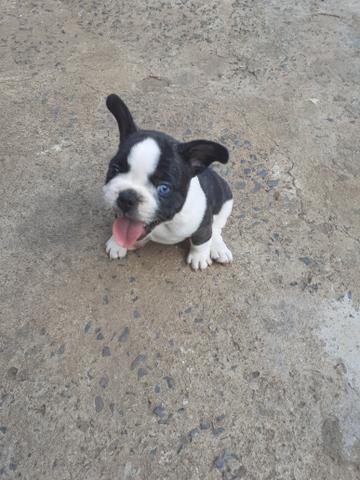 Vendo filhote de bulldog francês - Foto 5