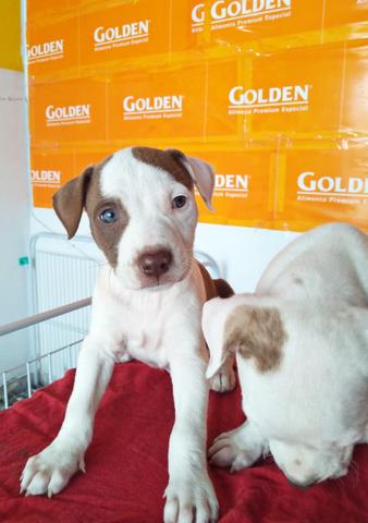 Filhote De Pitbull - Foto 4