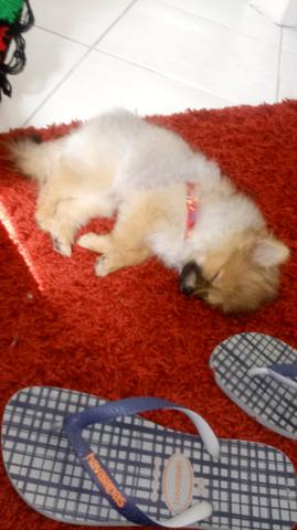 Lulu da Pomerânia Fêmea - Ursinho - Pedigree - Foto 4