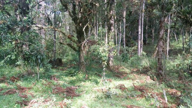 Terreno - Foto 3