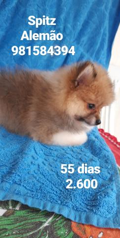 Spitz Alemão - Foto 3