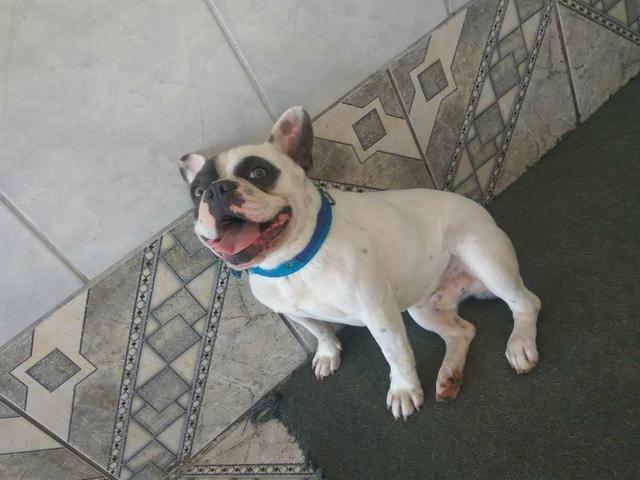 Bulldog Francês Blue Pied Para Cruza - Foto 3