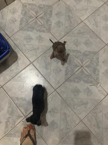 Vendo casal de pincher - Foto 2