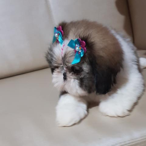 Linda Fêmea De Shih Tzu Alto Padrão Disponível! - Foto 4