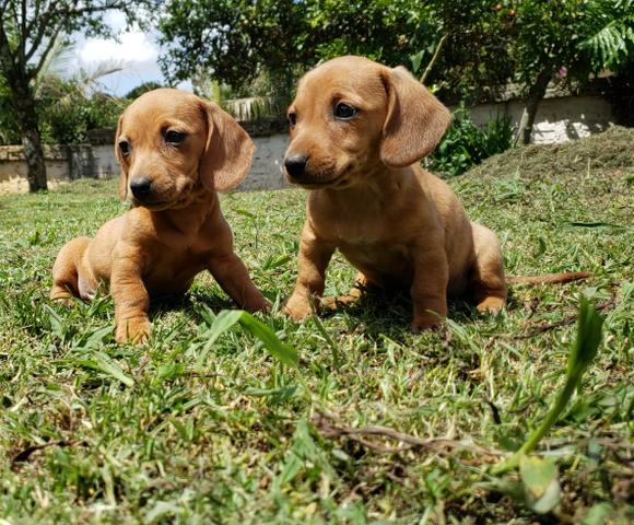 Filhotes de Basset Puros (Linguicinha)