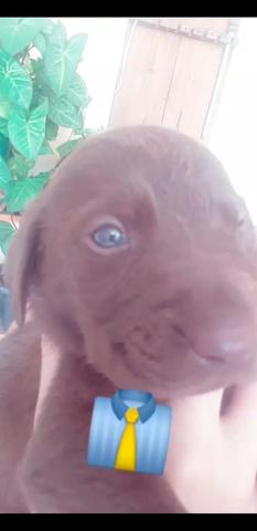 Filhotes de Labrador puros - Foto 3