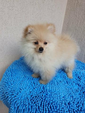 Spitz Alemão - Foto 3