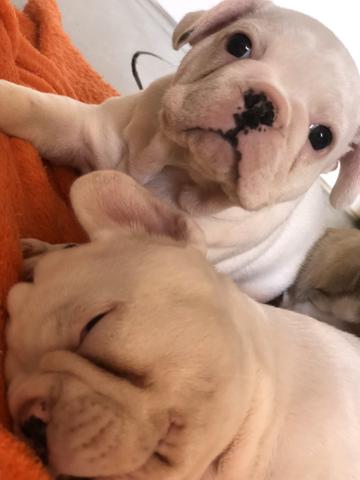 Filhote de buldogue - Foto 2