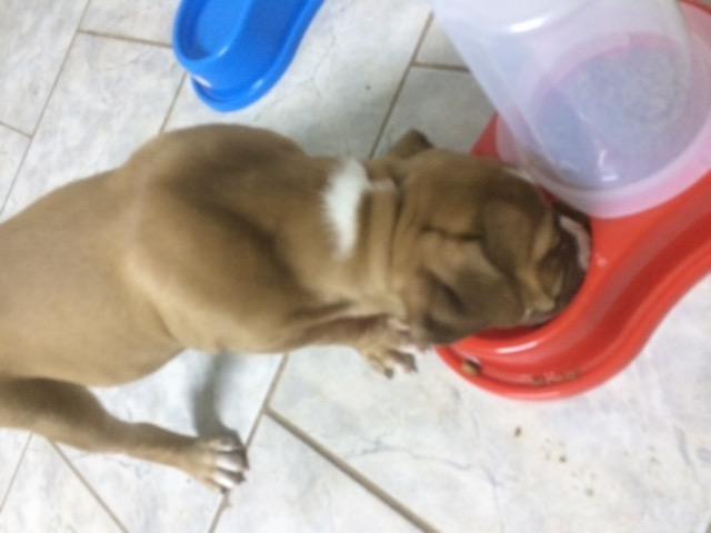 Filhote de pitbull - Foto 2