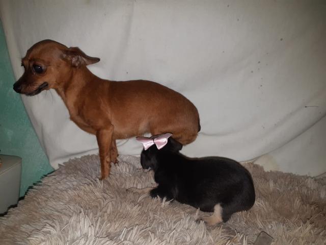 Pinscher zero femea só 300 .chama no whats 9- * entregamos - Foto 2