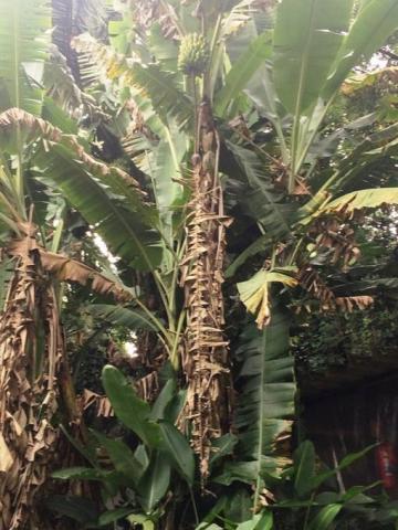 Chácara à venda em Condomínio iolanda, Taboão da serra cod:60343 - Foto 12