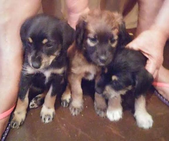 Poodle x Cocker 120 cada.chama no whats 9- * entregamos - Foto 2