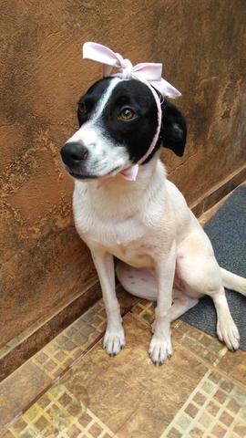 Cachorrinha para adoção - Foto 2