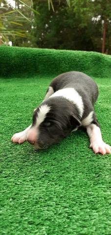 Filhotes de Border Collie