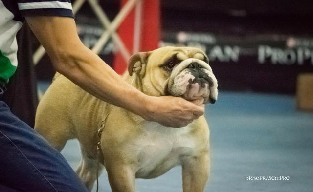 Bulldog Inglês fêmeas - Foto 6