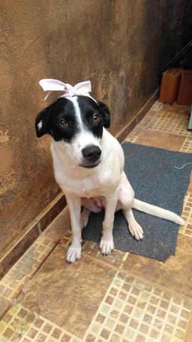 Cachorrinha para adoção - Foto 3