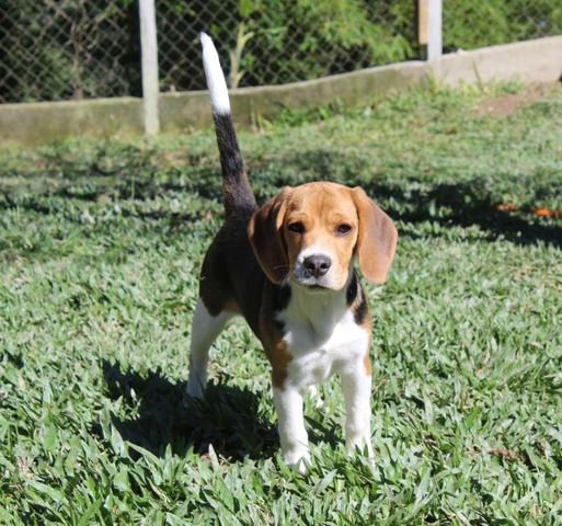 Filhote de Beagle fêmea 11 meses - Foto 3