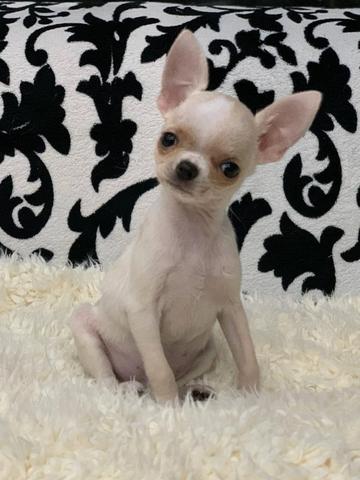 Chihuahua os mais perfeitos Cores raras Whats - Foto 2