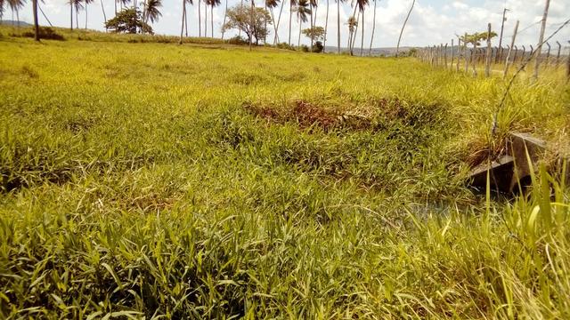 Fazenda 94,5 Ha. Pilar - Foto 7