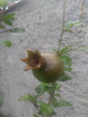 Romá com frutas - Foto 2