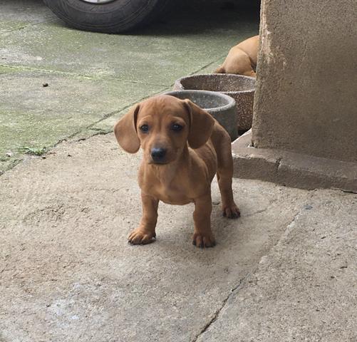 Filhotes de Basset Puros (Linguicinha) - Foto 3