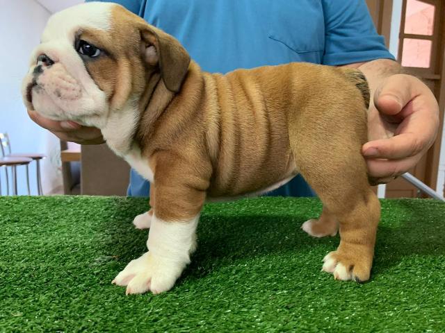 Bulldog Inglês fêmeas - Foto 3