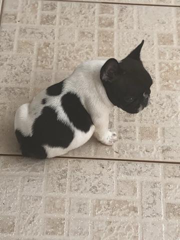Bulldog - Foto 2