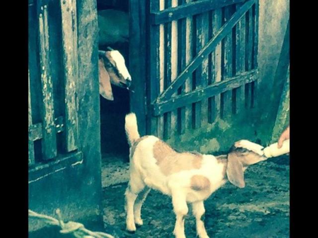Sítio à venda em Centro, Candeias cod:47498 - Foto 12