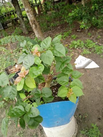Pre bosai - Foto 3
