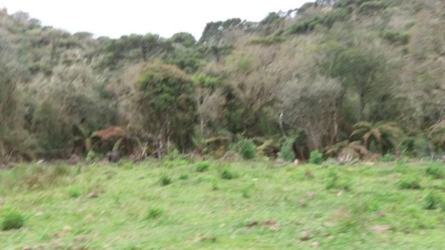 Sitio em Urubici /chacara em Urubici - Foto 2