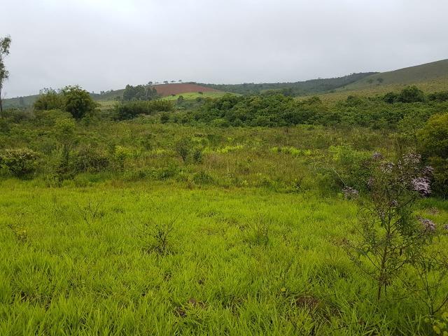 193B/Ótima fazenda de 70 ha bem localizada com ótima altitude e topografia - Foto 12