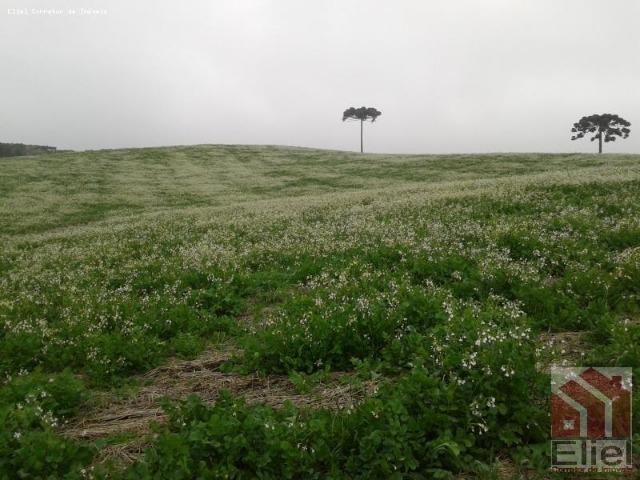 Fazenda Produtiva, Topografia Mecanizada, Propriedade Lindíssima - Foto 15