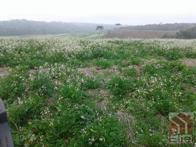 Fazenda Produtiva, Topografia Mecanizada, Propriedade Lindíssima - Foto 17