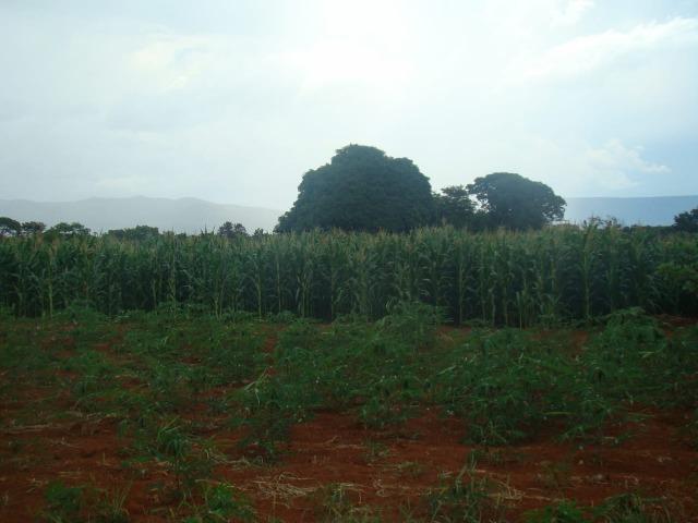 Formosa Goiás á 39 km na região do Maltizaria - Foto 2