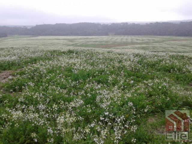 Fazenda Produtiva, Topografia Mecanizada, Propriedade Lindíssima - Foto 18