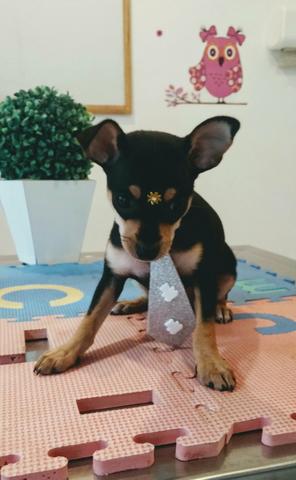 Pinscher - Foto 3